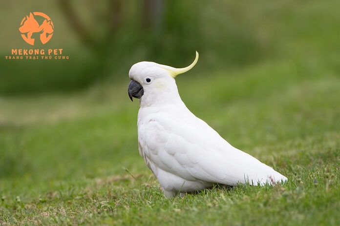 Mua Bán Vẹt Cockatoo Uy Tín Tại TP.HCM